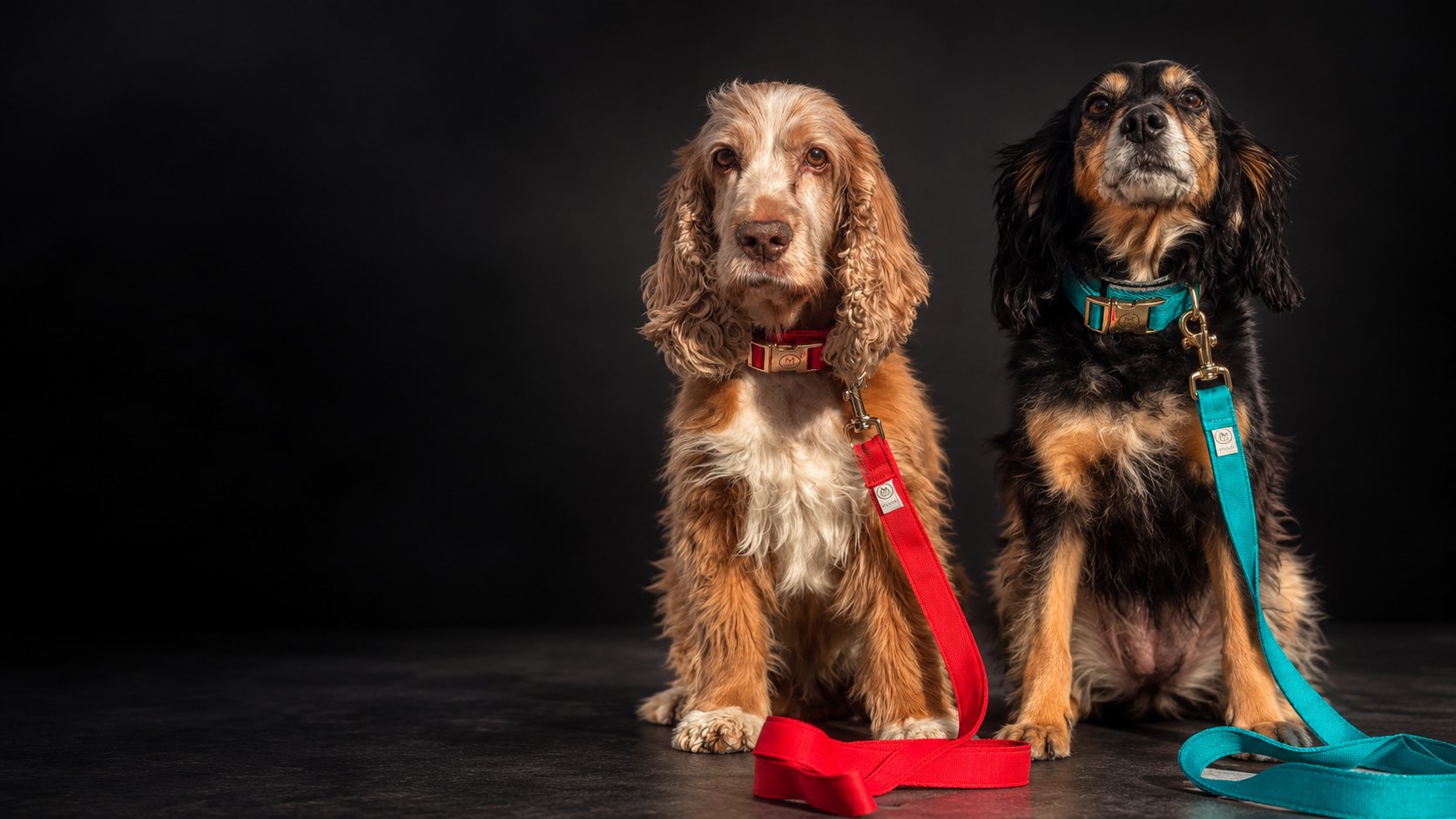 Dos perros con el Smart Collar QR MaliPets en Rojo Rubí y Verde Aqua, con sus traíllas